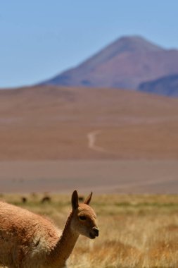 vikunja in front of Volcano Atacama Desert Chile South America. High quality photo