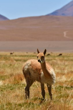 vikunja in front of Volcano Atacama Desert Chile South America. High quality photo