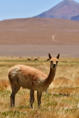 vikunja in front of Volcano Atacama Desert Chile South America. High quality photo
