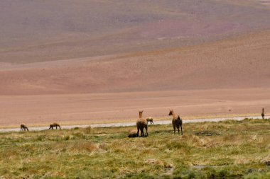 vikunja in Atacama Desert Chile South America. High quality photo