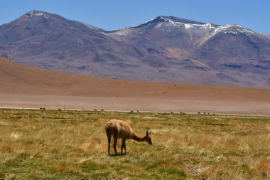 vikunja in front of Volcano Atacama Desert Chile South America. High quality photo