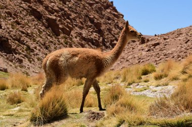 Wild Vikunja in Atacama desert Chile South America. High quality photo