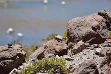 Flamingos in Atacama Desert chile South America. High quality photo