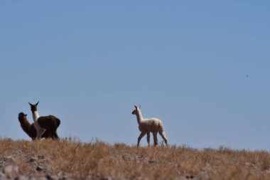 Lamas in Atacama Desert Chile South America. High quality photo