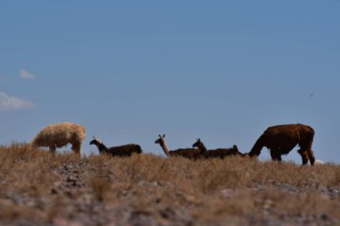 Lamas in Atacama Desert Chile South America. High quality photo