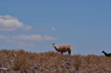 Lamas in Atacama Desert Chile South America. High quality photo