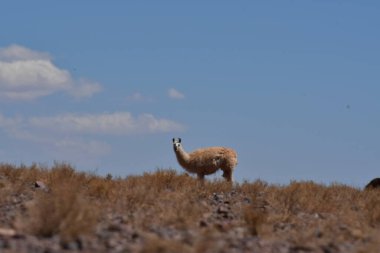 Lamas in Atacama Desert Chile South America. High quality photo