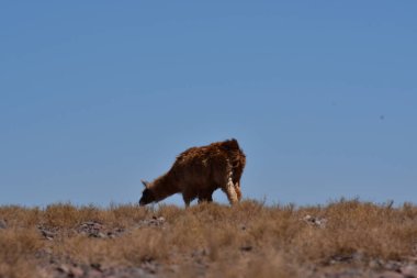 Lamas in Atacama Desert Chile South America. High quality photo