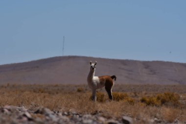 Lamas in Atacama Desert Chile South America. High quality photo