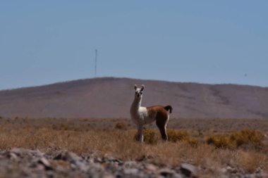Lamas in Atacama Desert Chile South America. High quality photo