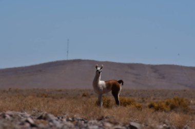 Lamas in Atacama Desert Chile South America. High quality photo