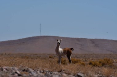 Lamas in Atacama Desert Chile South America. High quality photo