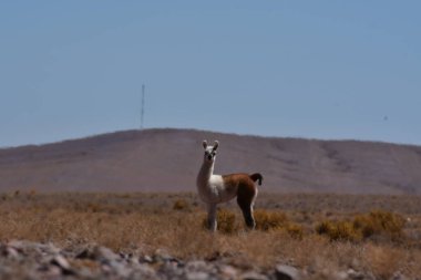 Lamas in Atacama Desert Chile South America. High quality photo