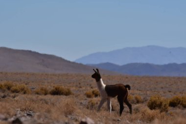 Lamas in Atacama Desert Chile South America. High quality photo