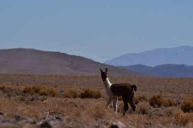 Lamas in Atacama Desert Chile South America. High quality photo