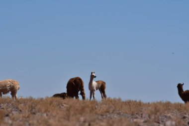 Lamas in Atacama Desert Chile South America. High quality photo