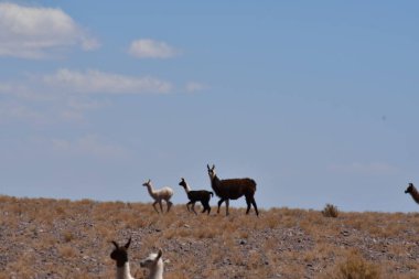 Lamas in Atacama Desert Chile South America. High quality photo