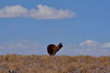 Lamas in Atacama Desert Chile South America. High quality photo