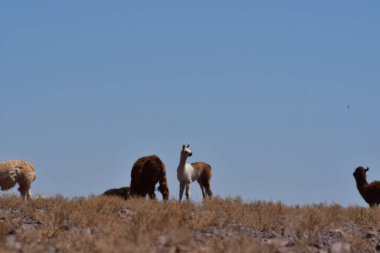 Lamas in Atacama Desert Chile South America. High quality photo