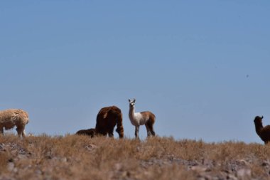 Lamas in Atacama Desert Chile South America. High quality photo