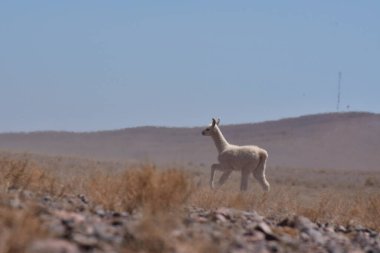 Lamas in Atacama Desert Chile South America. High quality photo