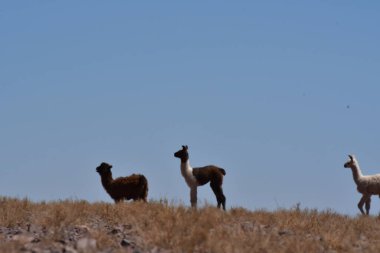 Lamas in Atacama Desert Chile South America. High quality photo