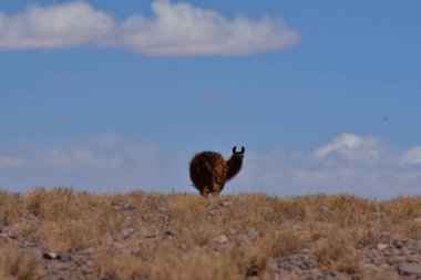 Lamas in Atacama Desert Chile South America. High quality photo