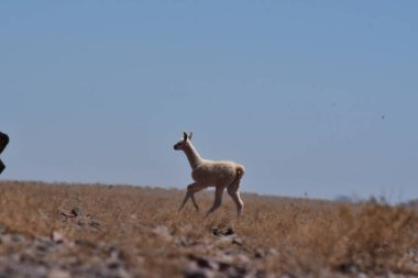 Lamas in Atacama Desert Chile South America. High quality photo