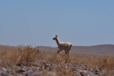 Lamas in Atacama Desert Chile South America. High quality photo