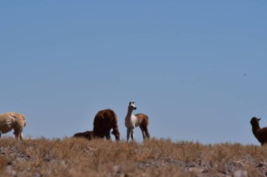 Lamas in Atacama Desert Chile South America. High quality photo