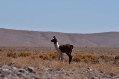 Lamas in Atacama Desert Chile South America. High quality photo