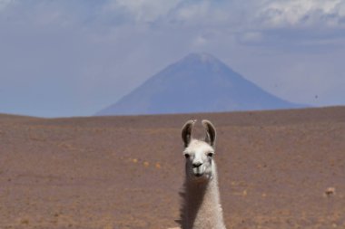 Lama in front of Volcano in Atacama Desert Chile South America. High quality photo