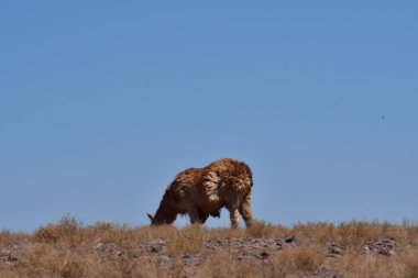 Lamas in Atacama Desert Chile South America. High quality photo