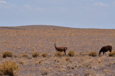 Lamas in Atacama Desert Chile South America. High quality photo