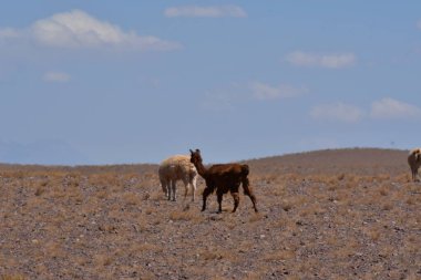 Lamas in Atacama Desert Chile South America. High quality photo