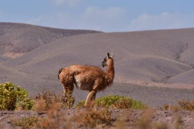 Guanaco in Atacama Desert Chile South America. High quality photo