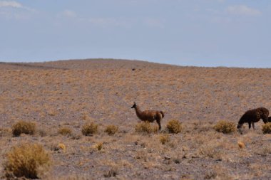 Lamas in Atacama Desert Chile South America. High quality photo