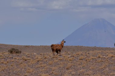 Lamas in Atacama Desert Chile South America. High quality photo