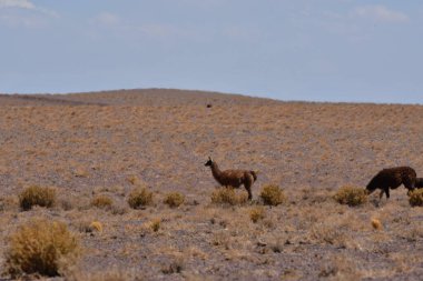 Lamas in Atacama Desert Chile South America. High quality photo