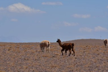 Lamas in Atacama Desert Chile South America. High quality photo