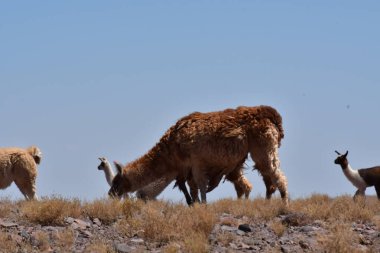 Lamas in Atacama Desert Chile South America. High quality photo