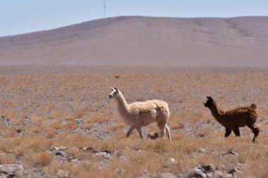 Lamas in Atacama Desert Chile South America. High quality photo