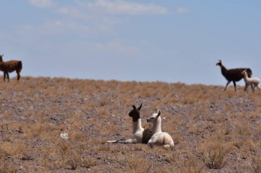 Lamas in Atacama Desert Chile South America. High quality photo
