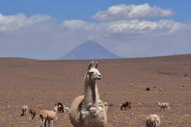 Lama in front of Volcano in Atacama Desert Chile South America. High quality photo