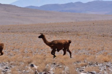 Lamas in Atacama Desert Chile South America. High quality photo