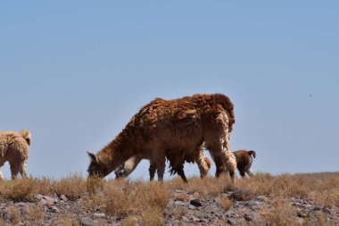 Lamas in Atacama Desert Chile South America. High quality photo