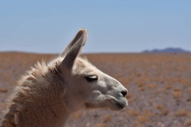 Lama portrait in Atacama Desert Chile South America. High quality photo