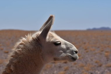 Lama portrait in Atacama Desert Chile South America. High quality photo