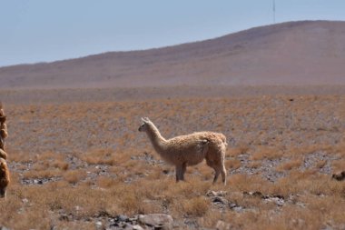 Lamas in Atacama Desert Chile South America. High quality photo