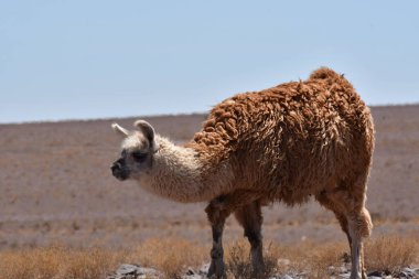 Lamas in Atacama Desert Chile South America. High quality photo